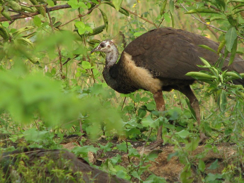 Indian Peahen