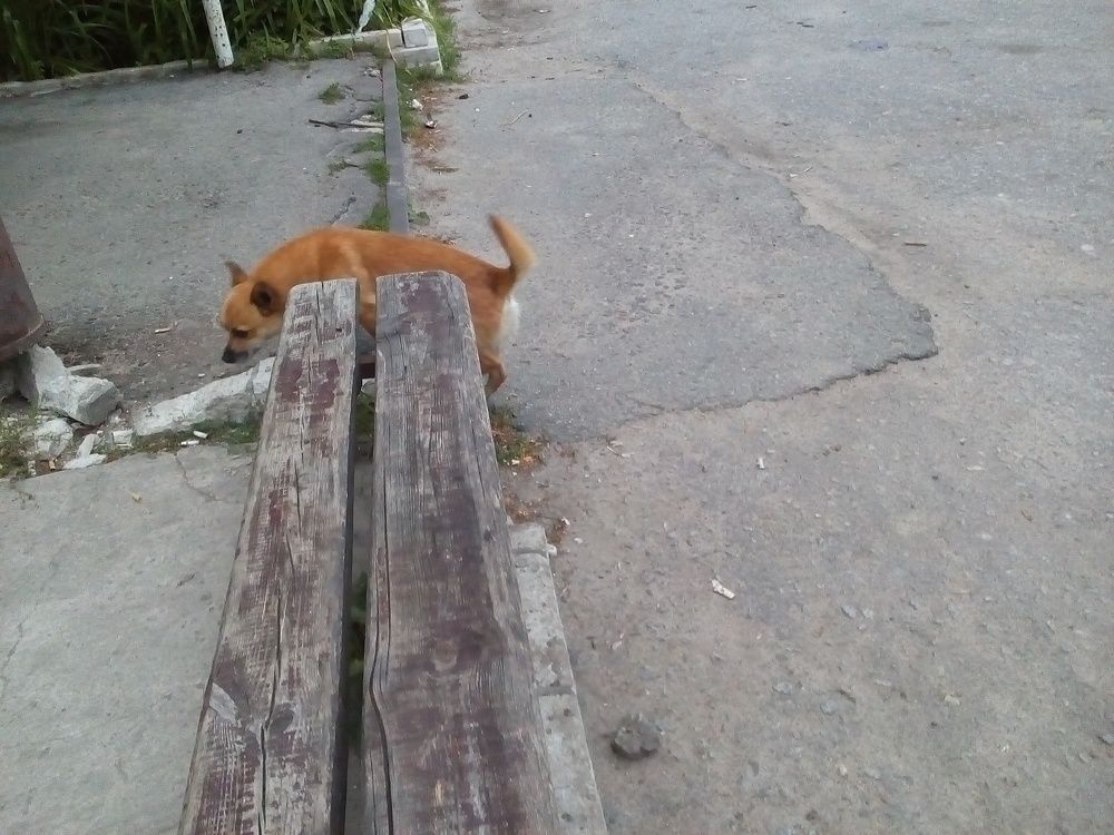Кузя