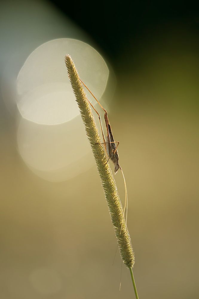 Устремленность