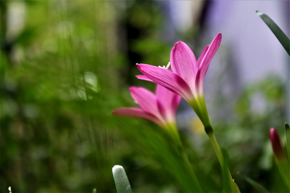 Wild flowers