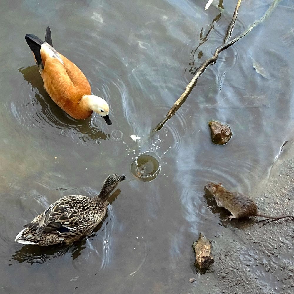 Соперничество