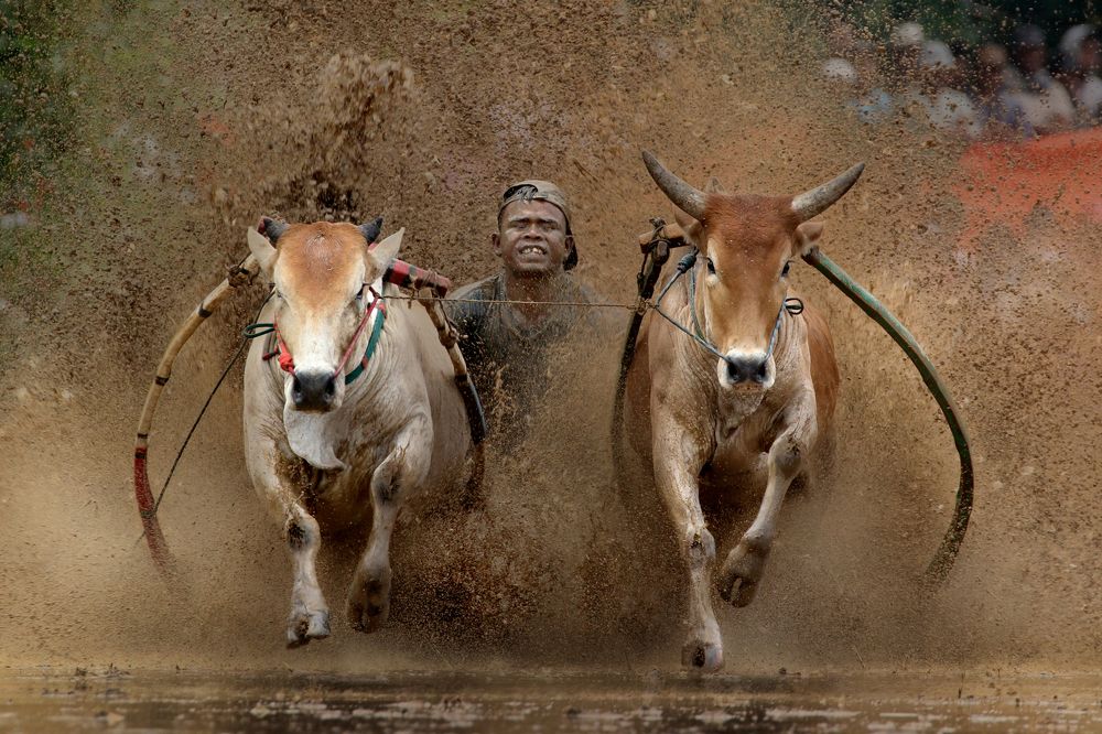 Pacu Jawi (Cow Race)