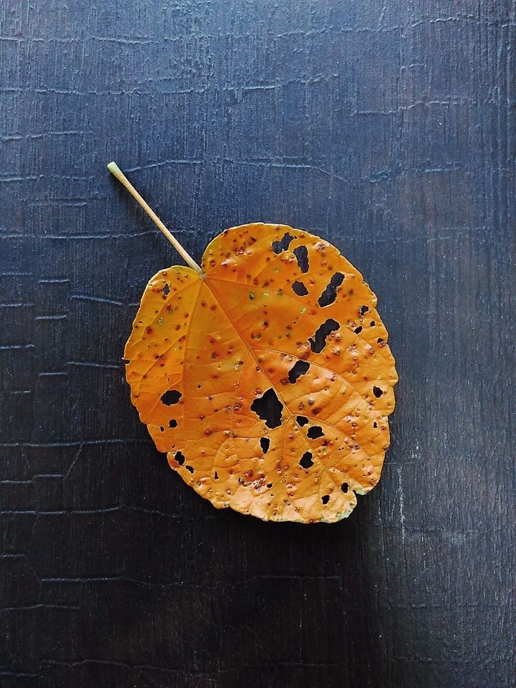 Black spot