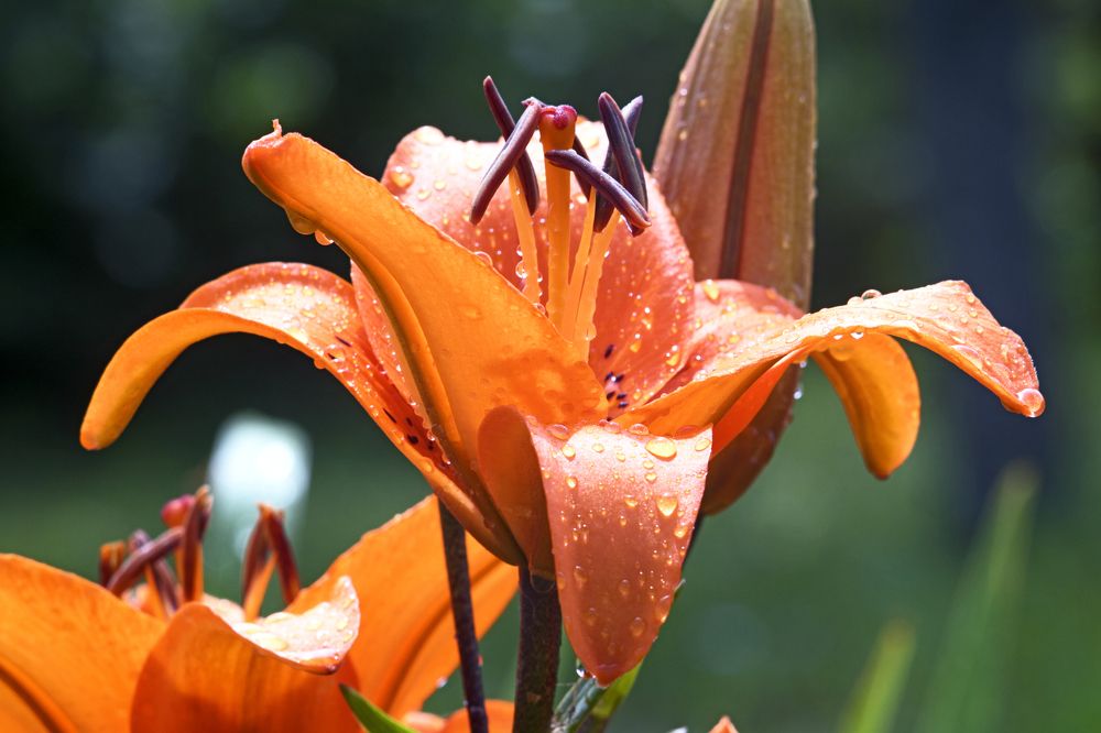 После дождя