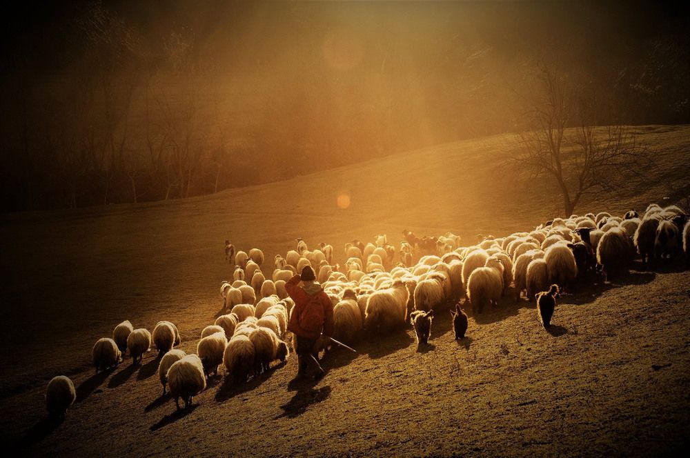 Shepherd
