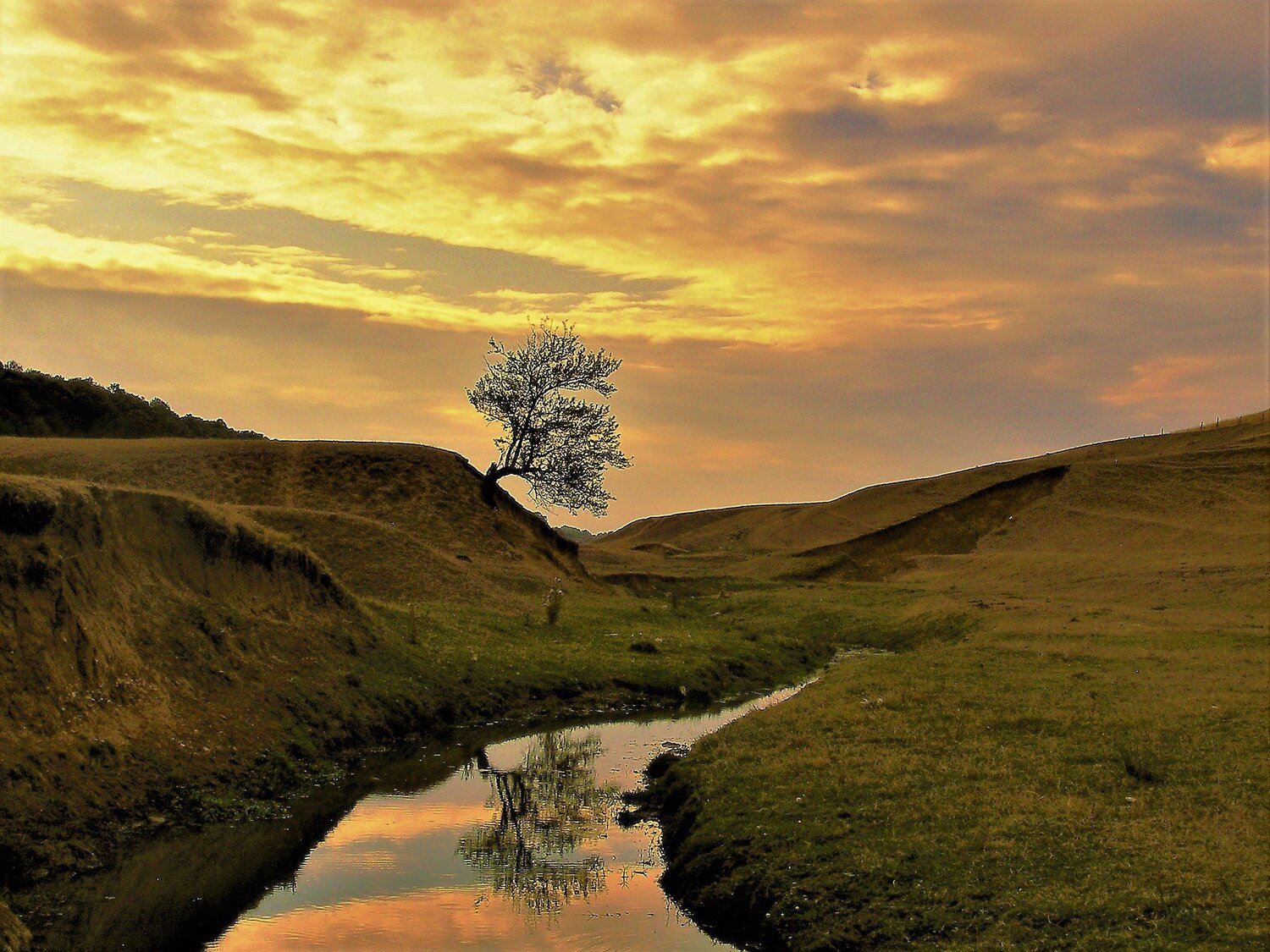 The tree