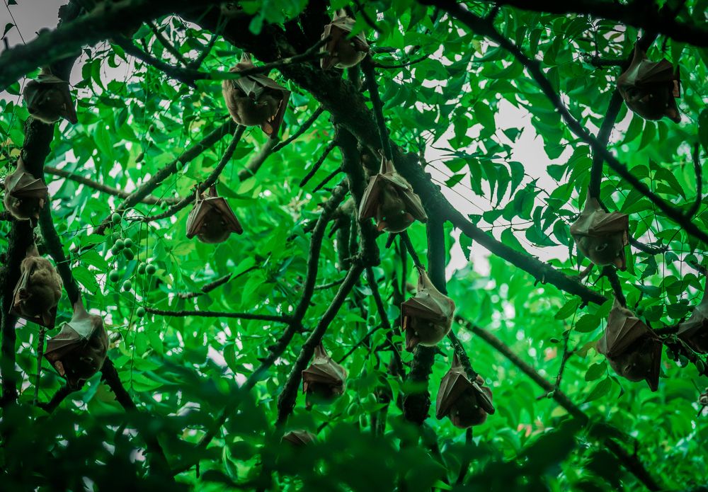 Let sleeping bats... hang