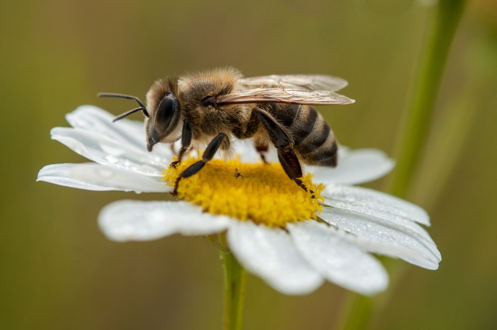 Bee