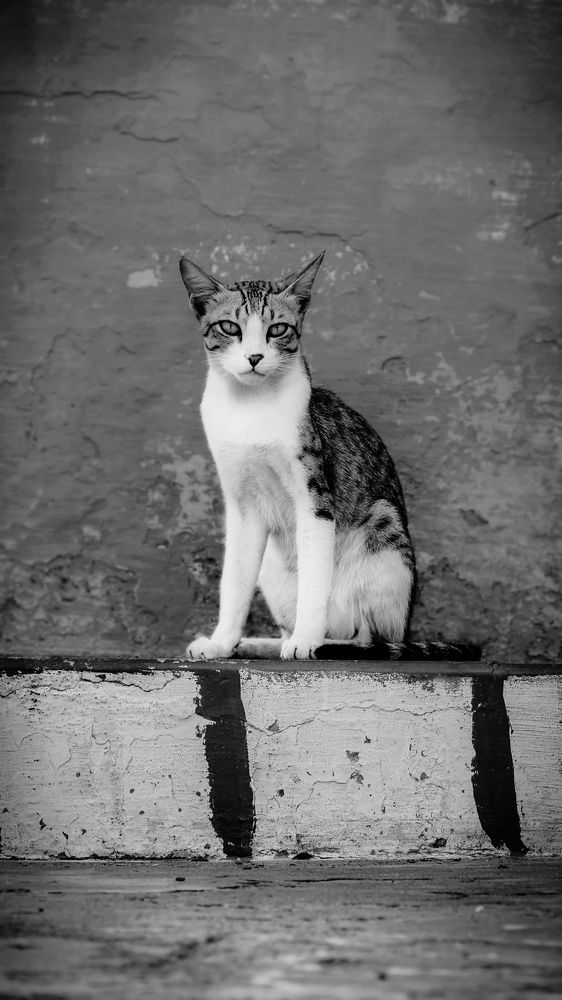 Photograph by Artist abilash