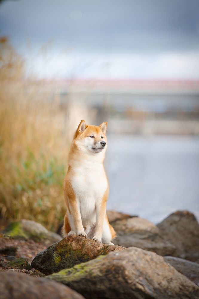 Спокойствие