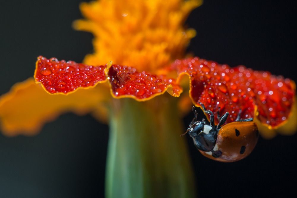 Дом- вверх дном