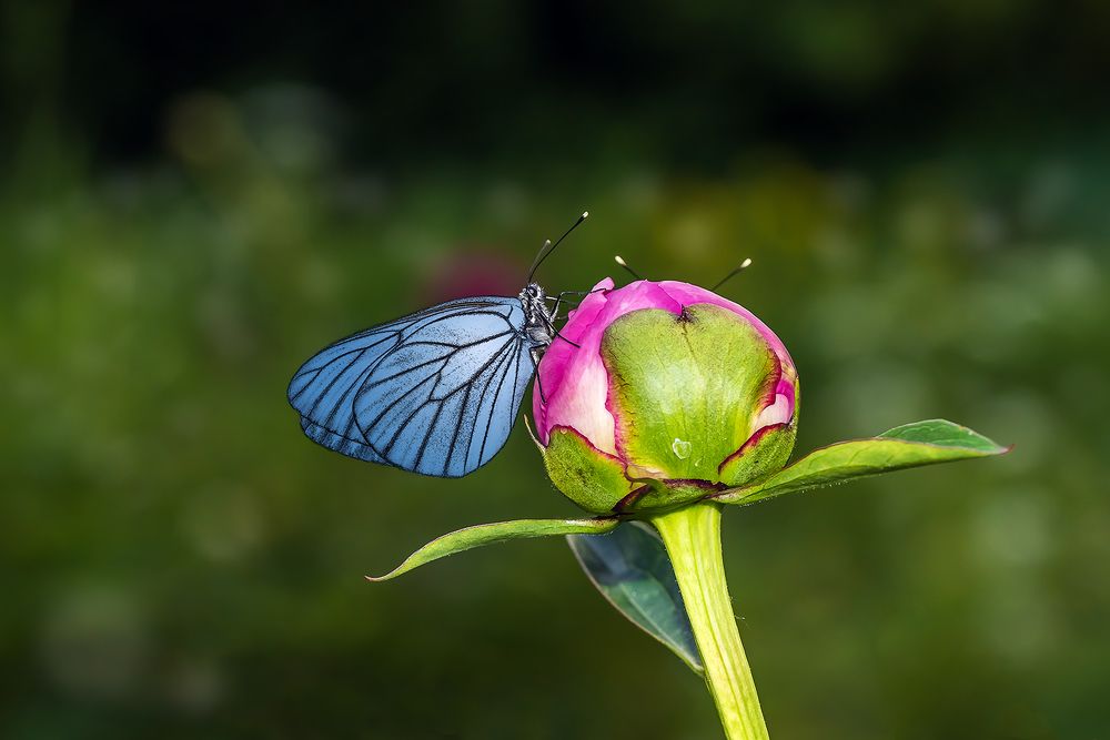 Бабочка и бутон пиона