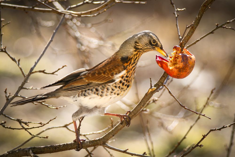 Вкусное яблочко