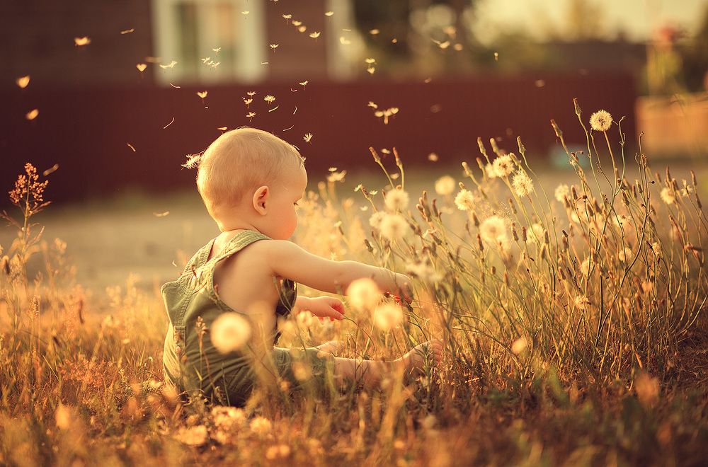 В одуванчиках