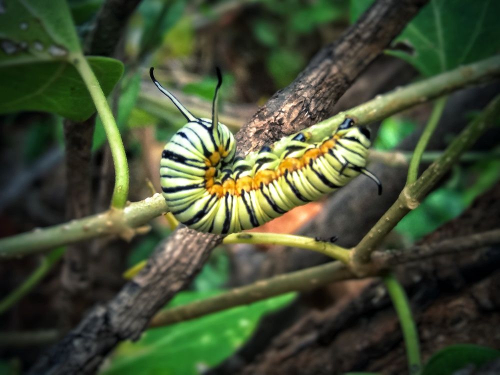 A WORM LIFE