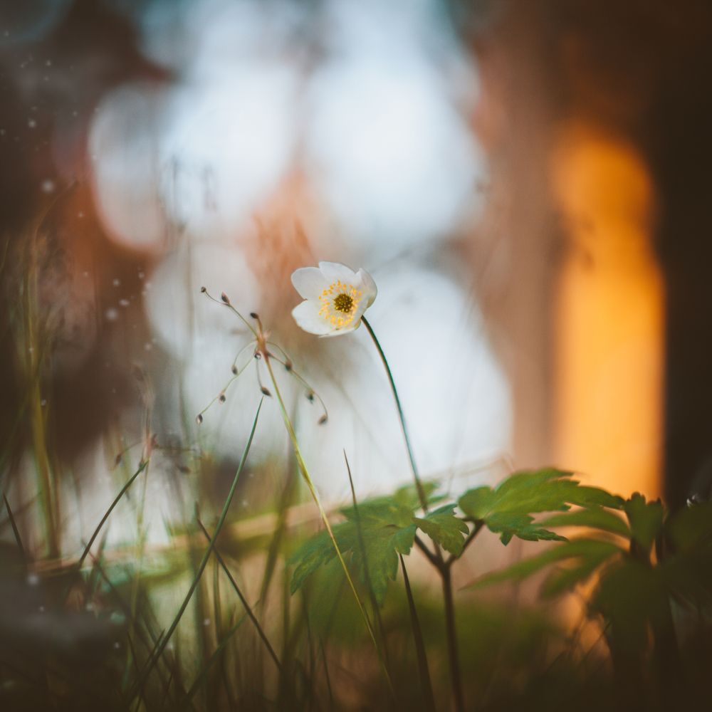 Весенний цветок