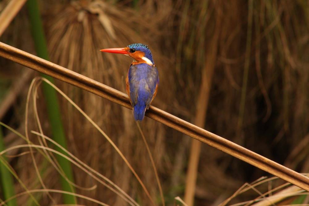 Malachite Kingfisher