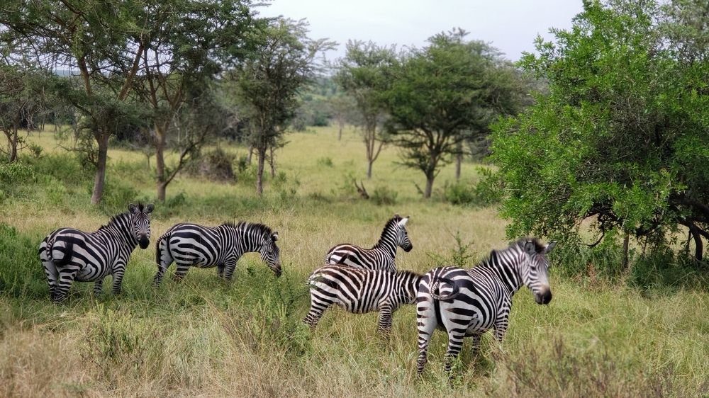 Zebras in Uganda