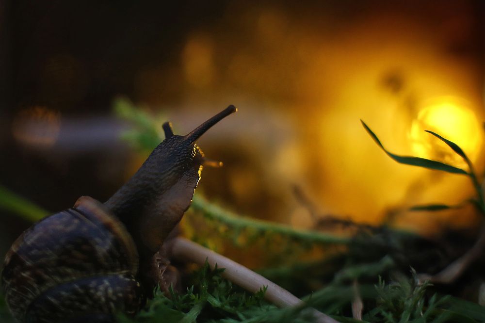 Встречаем рассвет с улиткой