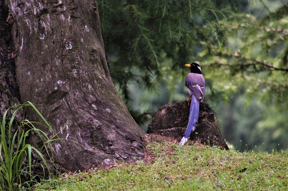 Yellow billed blue magpie
