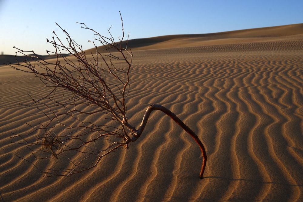 И в пустыне теплится жизнь