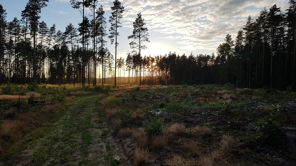 Закат в лесу