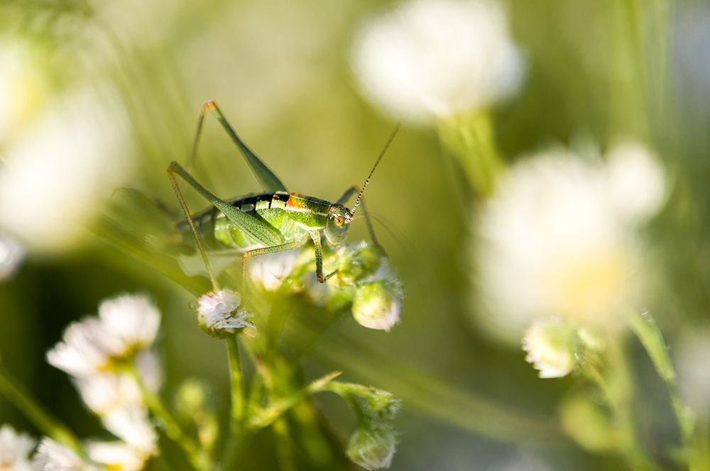 Grasshopper in contrast