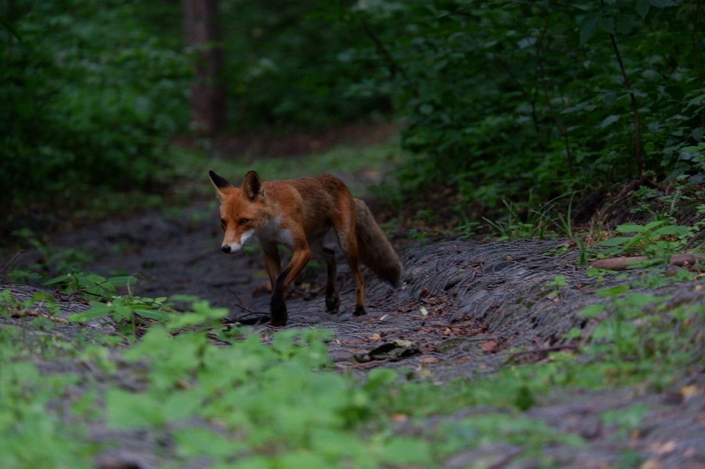 Шаг с тропы Царицыно