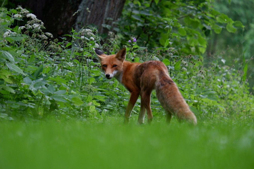 Шаг с тропы Царицыно