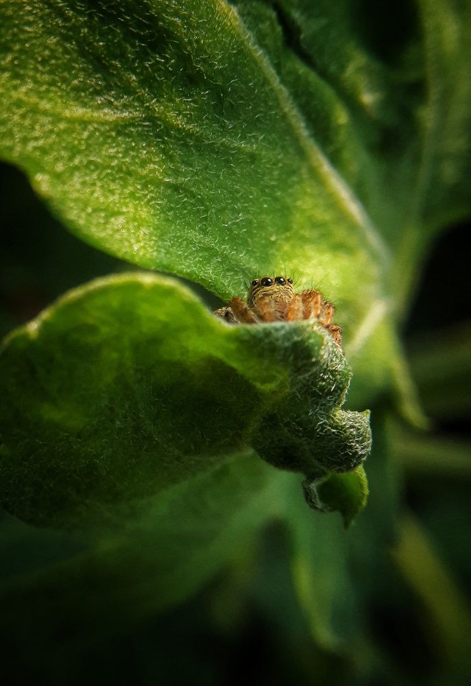 Hide and seek with jumping spider