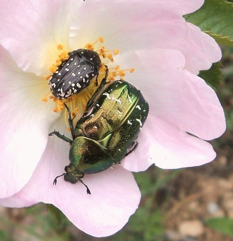 Я тебе весь мир подарю