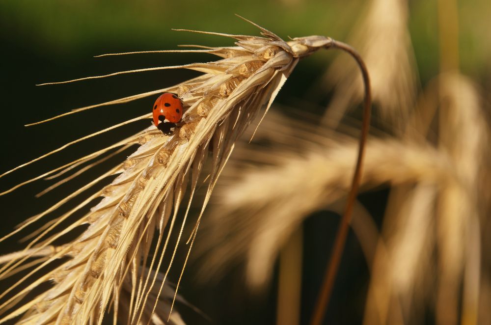 Дегустатор