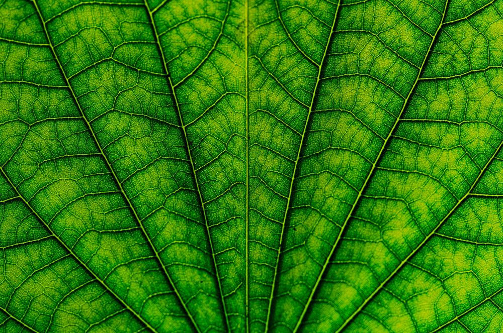 Life of leaf