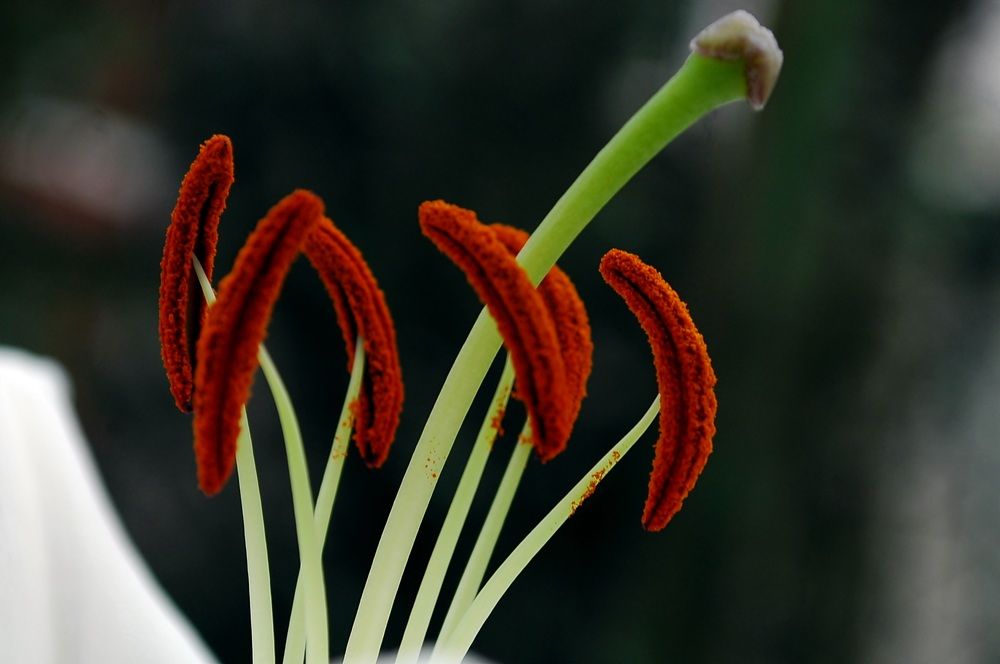 The heart of the lily