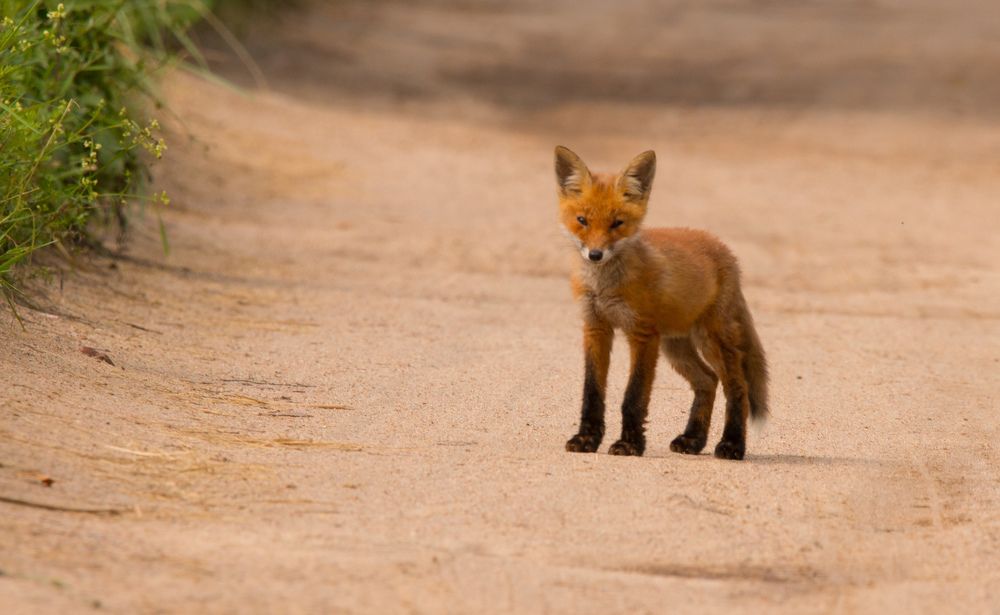 привет из  леса