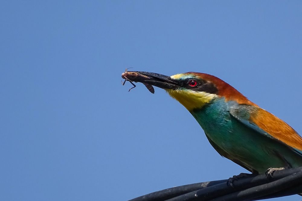 Bee-eater having a snack