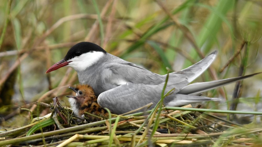 - Мама, а я буду летать?
