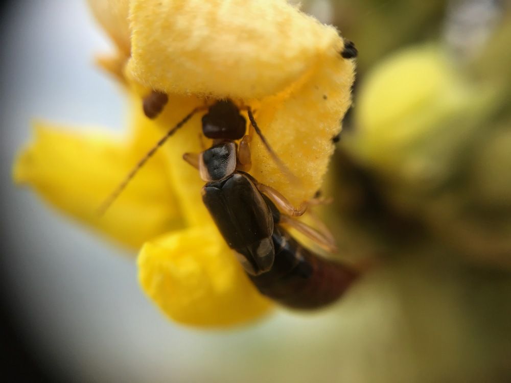 Forficula auricularia