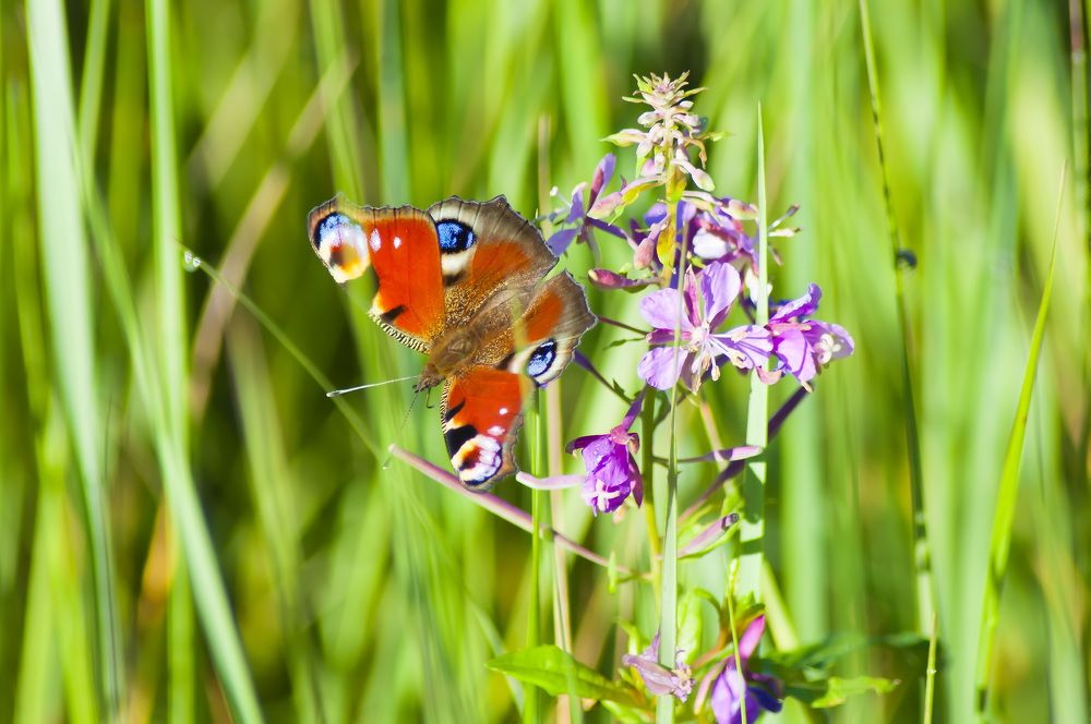 Утренняя трапеза.
