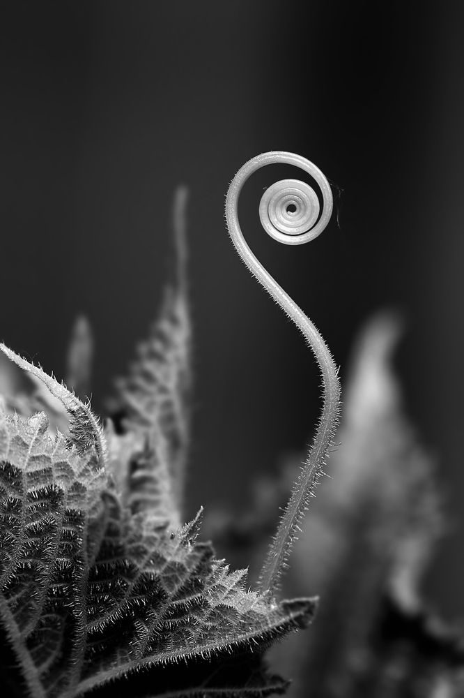 Чужой, ещё чужее...