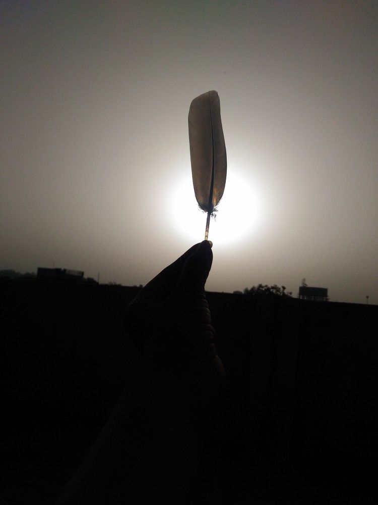 A feather with sunrise