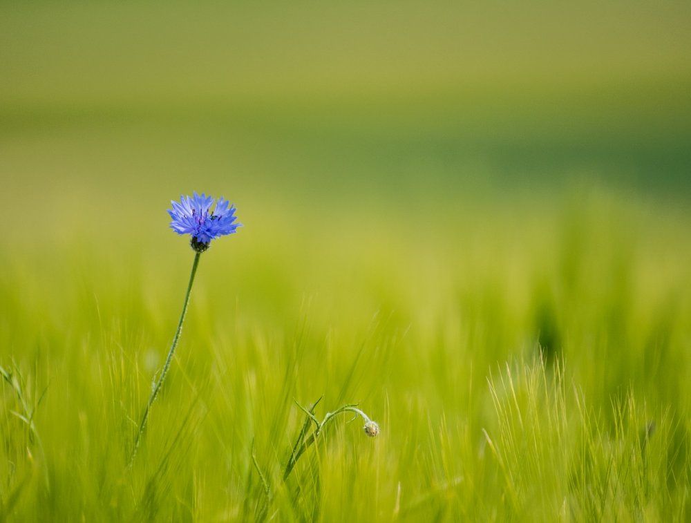 cornflower