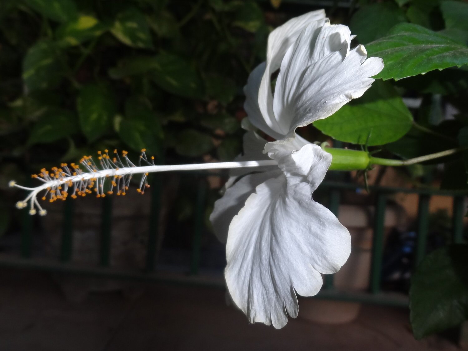 a white fully grown hibiscus