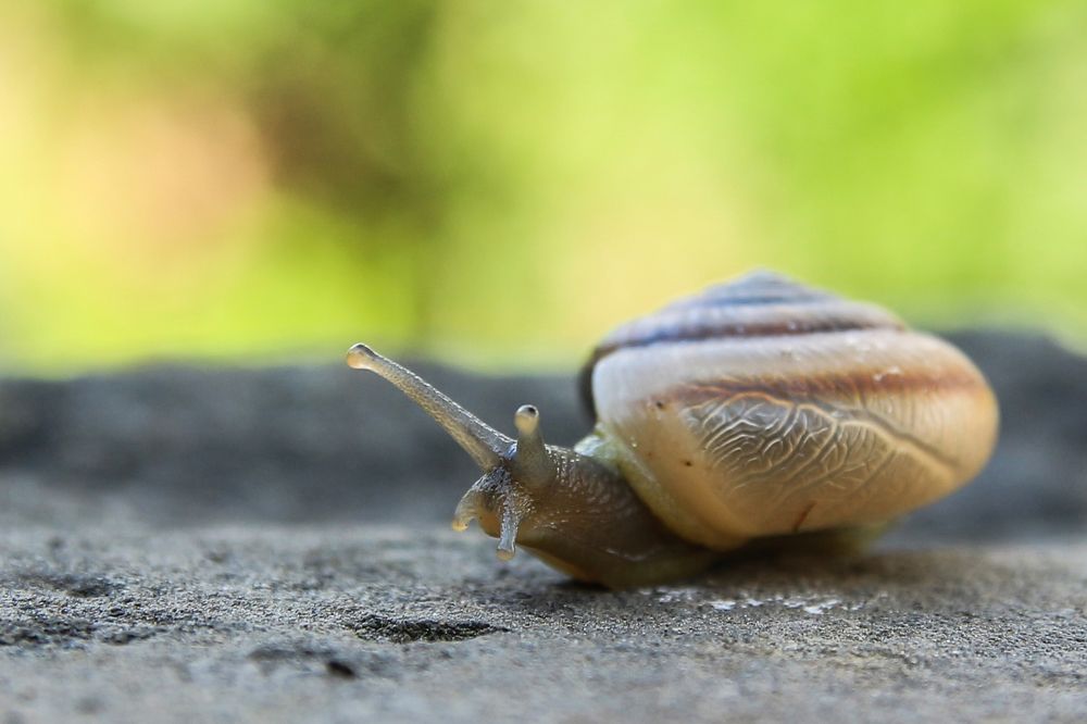 snail