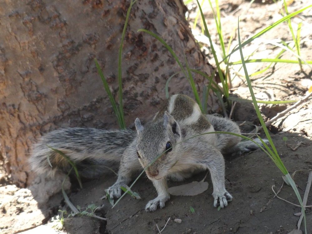 a Focused squirrel