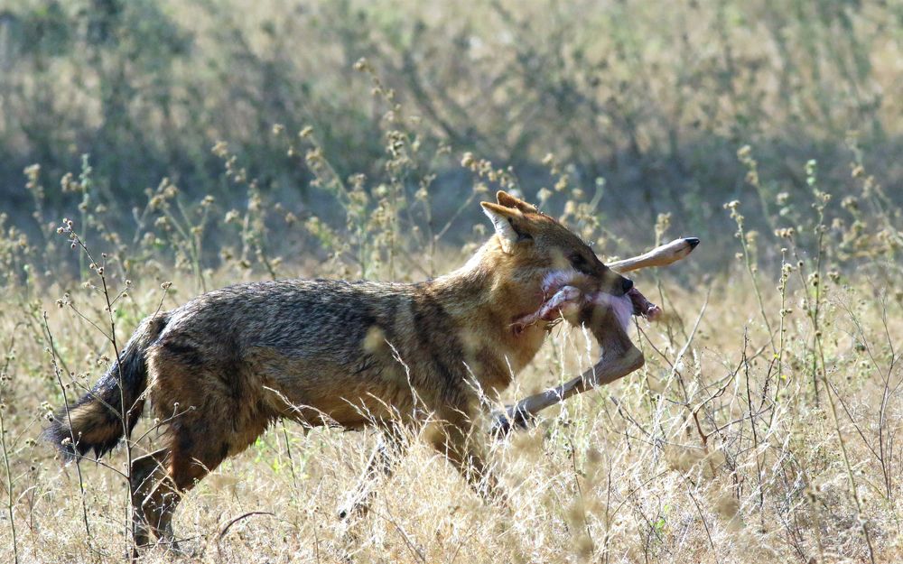 Run Fast for Breakfast