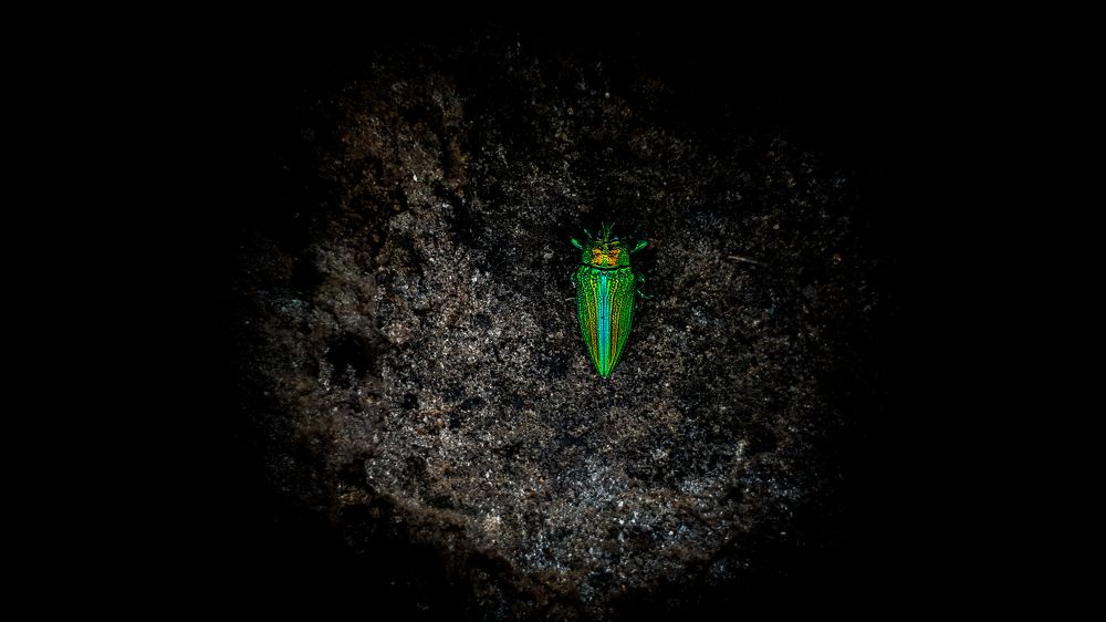 Monsoon Beetle