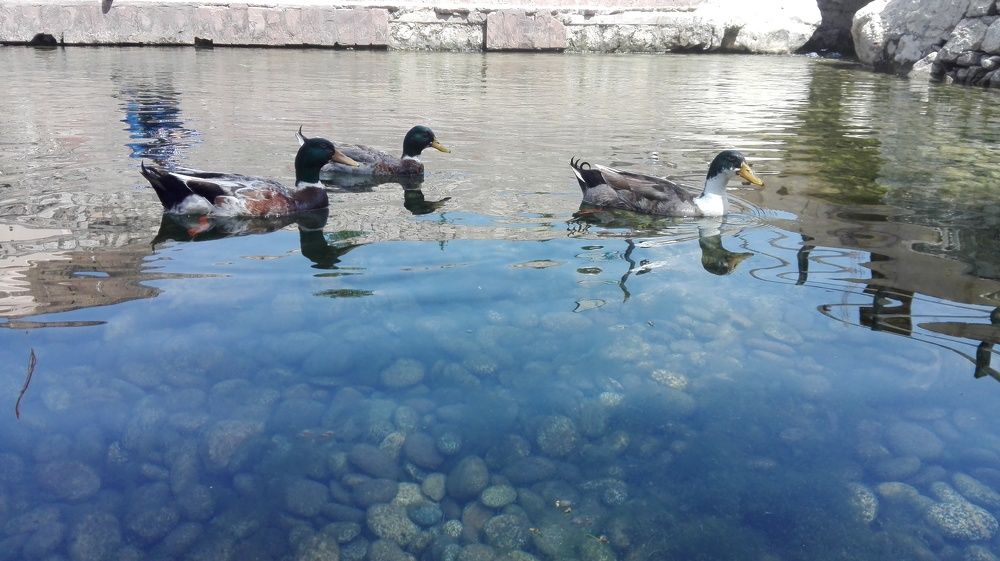 Life above water