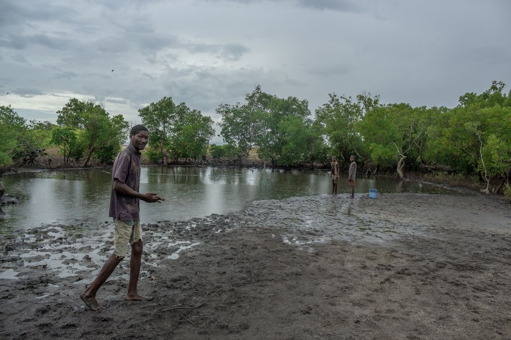 The mangrove and the man
