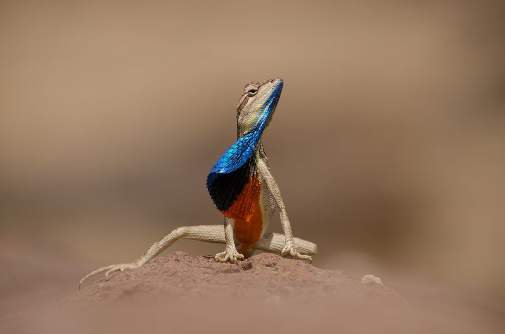 Style Guru (Fan Throated Lizard)